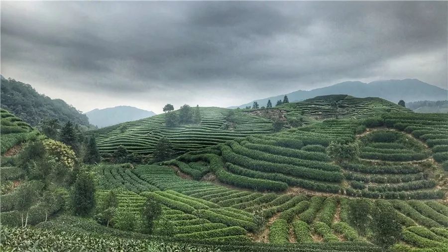 武夷山·山玖如意莊，一杯清茶一萬個品茶人