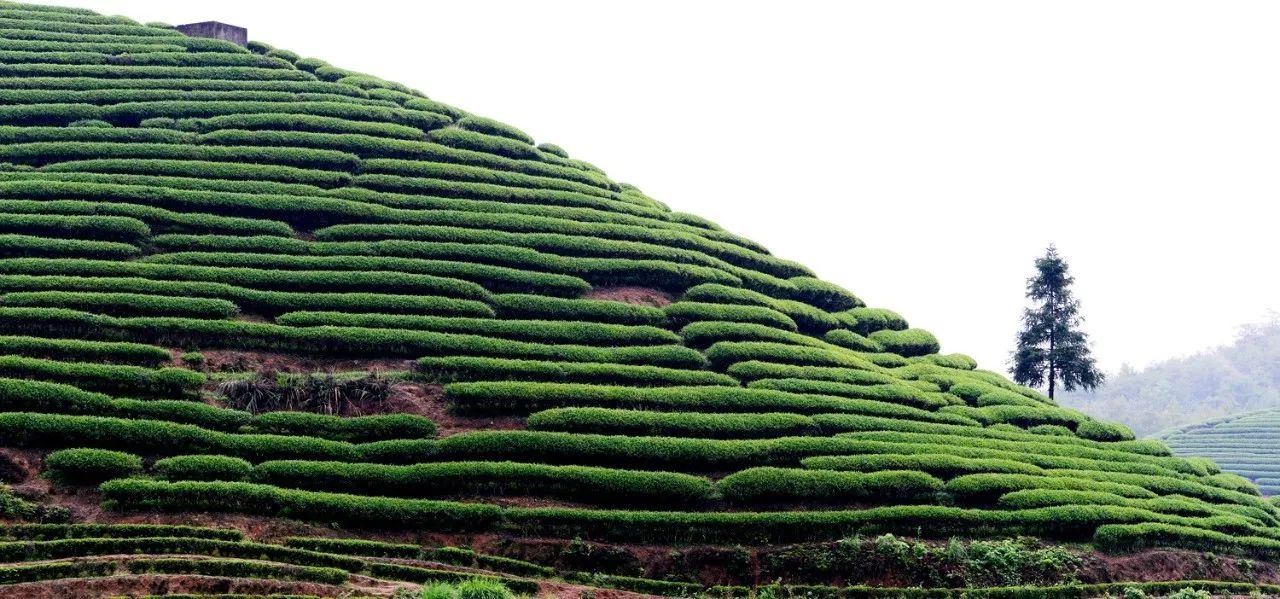 武夷山·山玖如意莊，一杯清茶一萬個品茶人