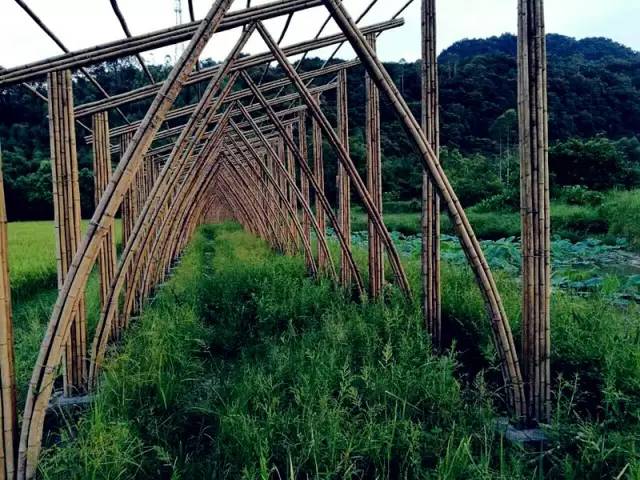 3間開在稻田里的民宿，回歸自然向往田園風光