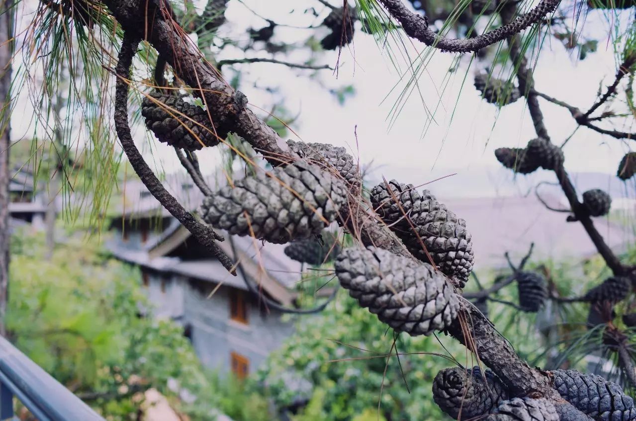 松贊麗江林卡，歷經千百年歲月流淌的歷史古建
