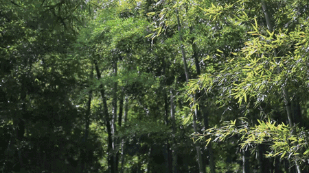 珀洱半坡，在竹海樹(shù)林之間盡享山間好風(fēng)光