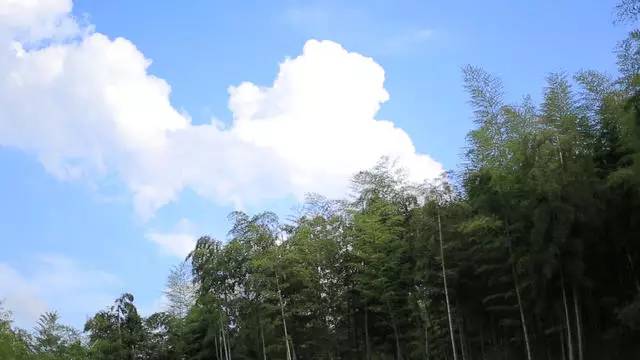 珀洱半坡，在竹海樹(shù)林之間盡享山間好風(fēng)光