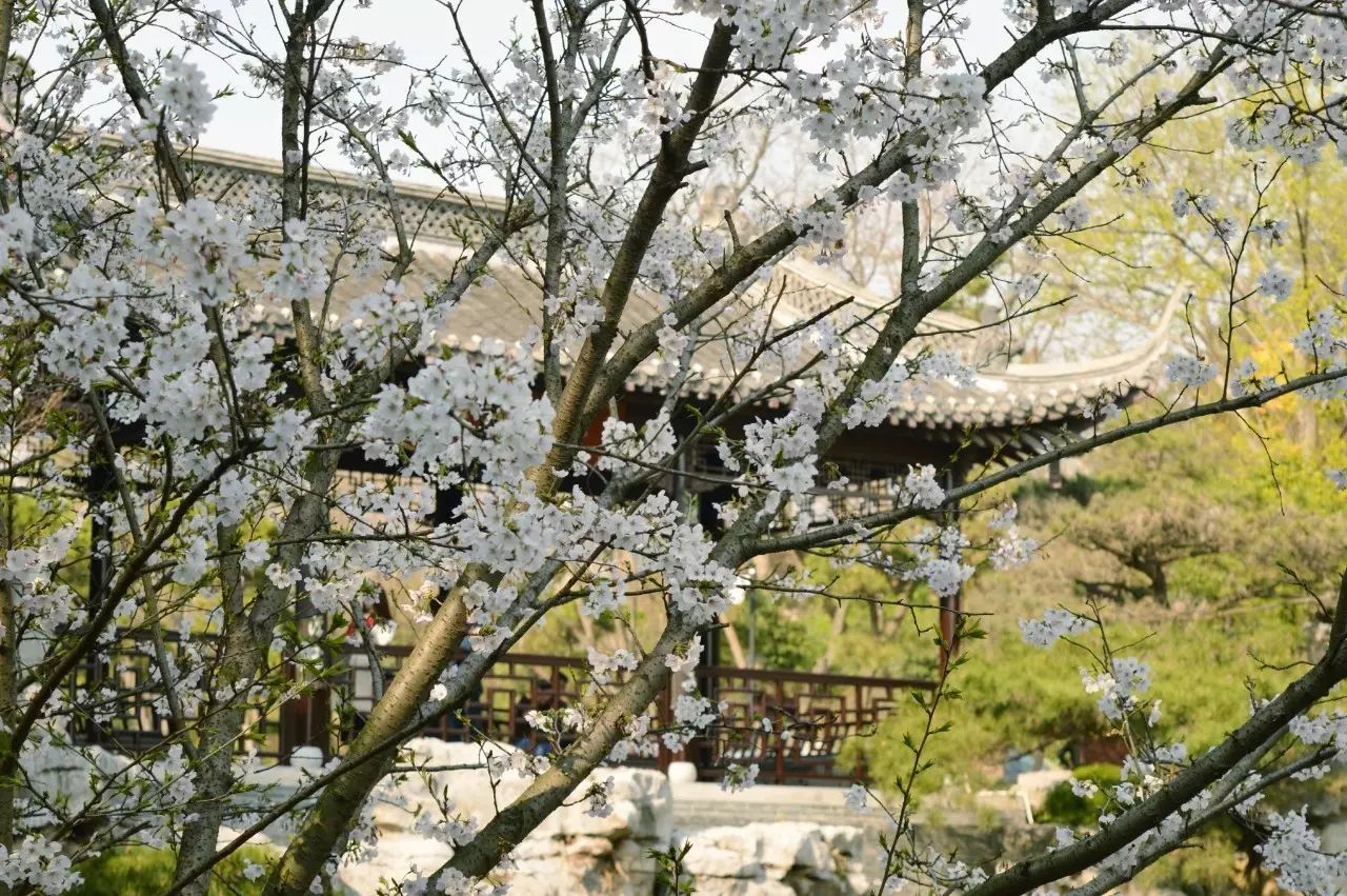 瓜洲云裳山村，春風又綠江岸春