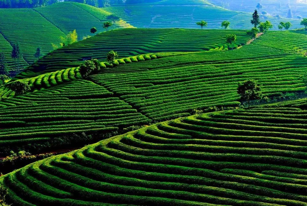 茶隱山房，以茶會友隱逸塵世