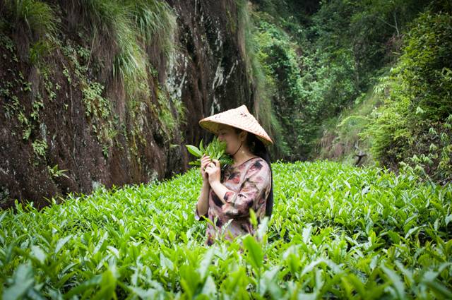 茶隱山房，以茶會友隱逸塵世