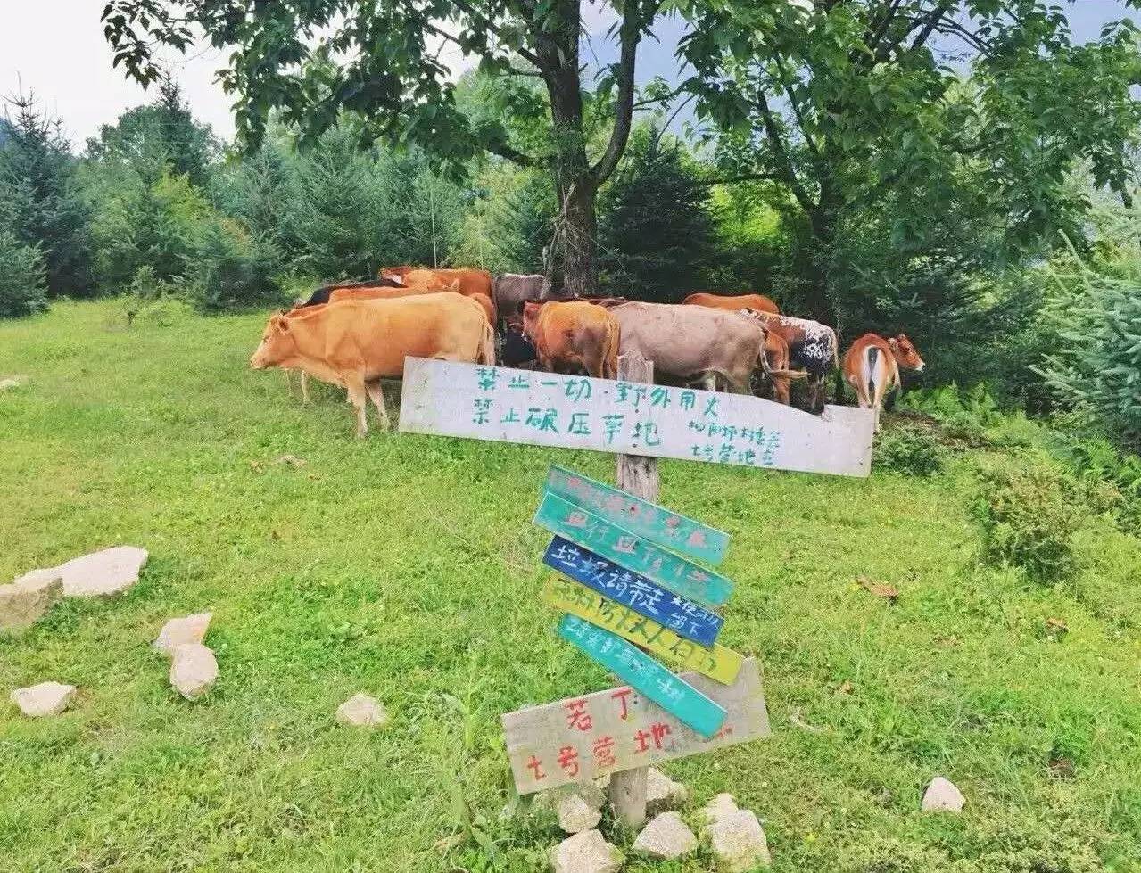 若丁山七號營地，無數人向往的“星空露營地”