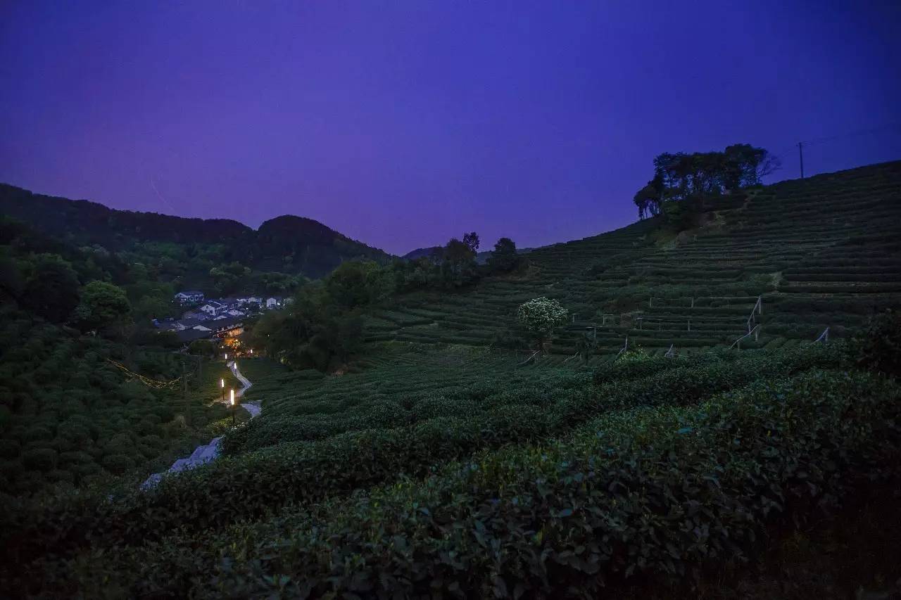 杭州龍井茂居民宿，在茶田之中枕著茶香入睡