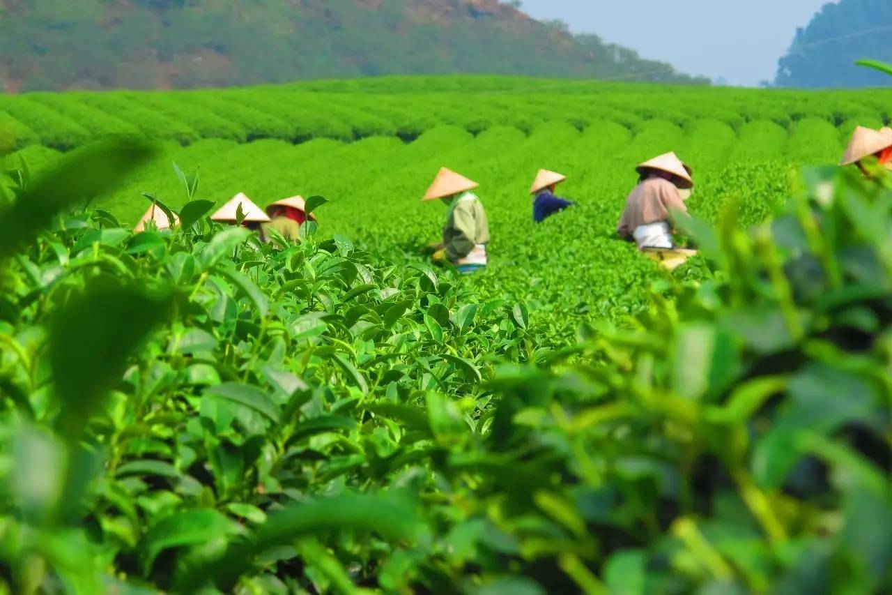 熹園茶宿，禪茶一宿悠然山水間