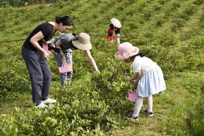大來山樹屋民宿,喚醒古老村莊留住青山綠水