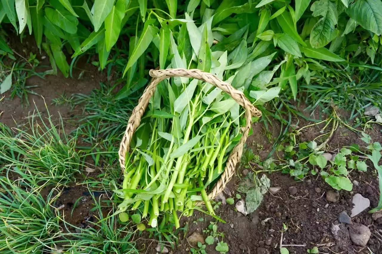 南屏喜舍民宿，從南方飛入徽州白墻灰瓦的歸燕