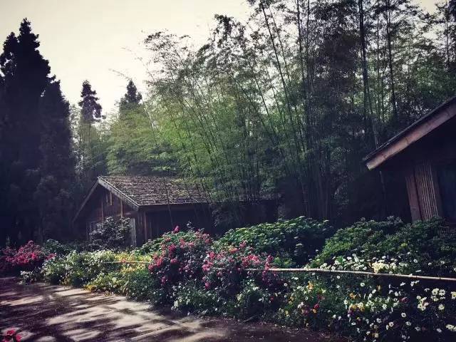 林中四舍民宿設(shè)計,一所鳥語花香的小木屋