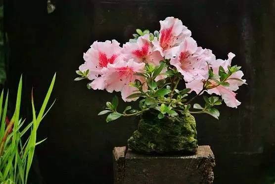 花香滿溢，唯美花藝設計！