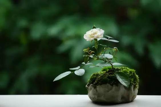 花香滿溢，唯美花藝設(shè)計！
