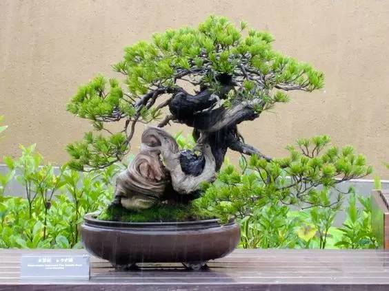 花香滿溢，唯美花藝設(shè)計！