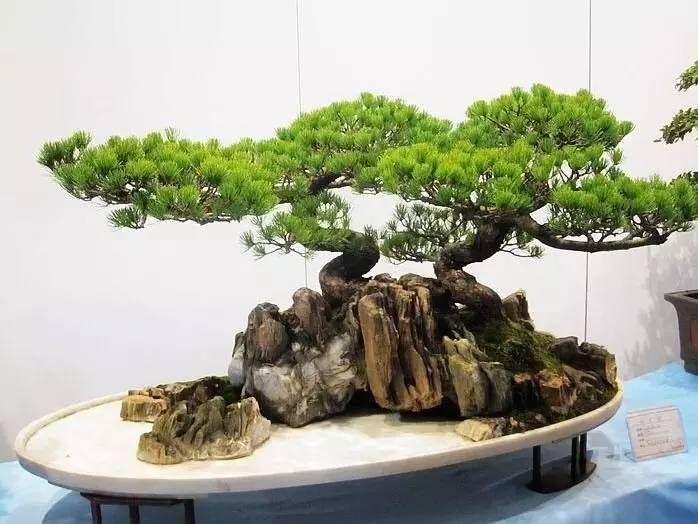 中國傳統(tǒng)文化有那些？100款中國傳統(tǒng)文化