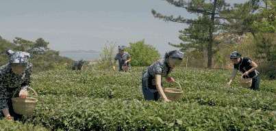 曉陽春茶，尋找茶道融于茶水中的美好生活