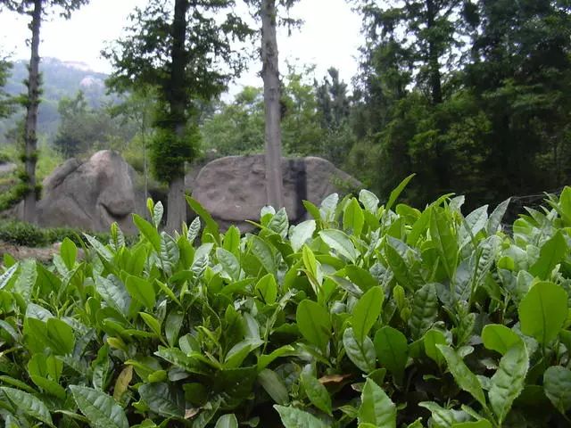 曉陽春茶，尋找茶道融于茶水中的美好生活