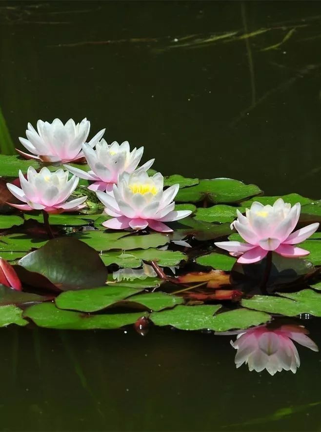蓮花風景攝影：我愿為蓮守一池清水