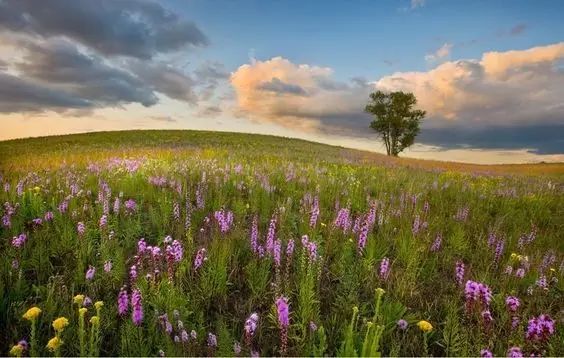 唯美風(fēng)景圖片：春日黃昏一路芬芳