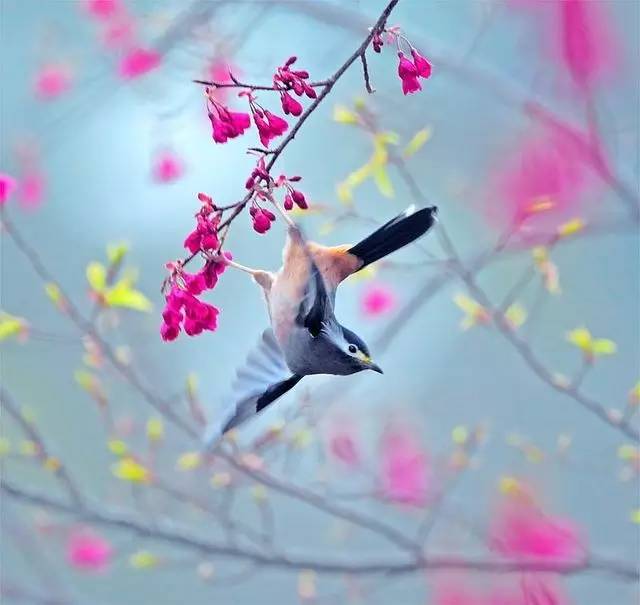 唯美風(fēng)景圖片：春天充滿生機(jī)的鳥語花香！