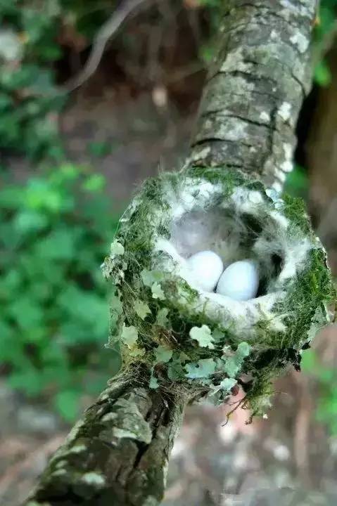 唯美風景圖片：春天充滿生機的鳥語花香！