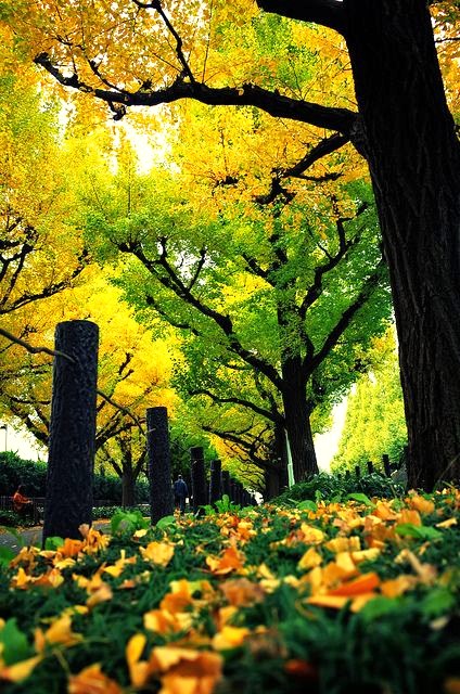 晚秋一抹耀眼金黃，唯美秋天風(fēng)景圖片！