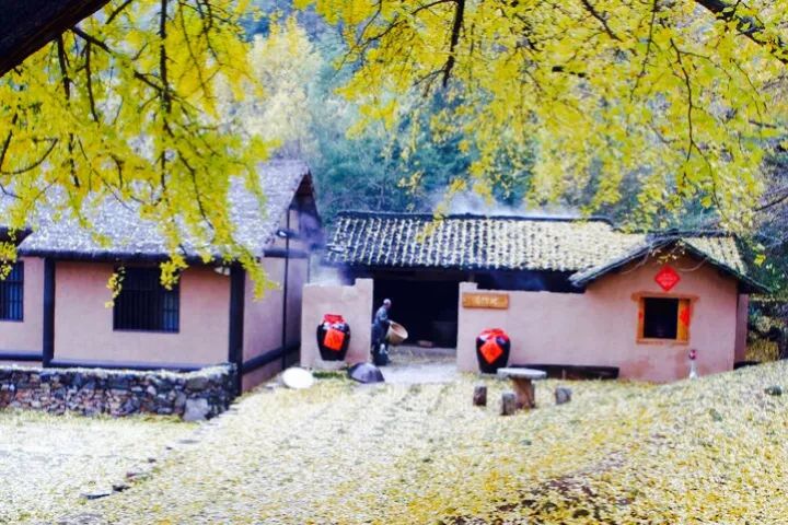 晚秋一抹耀眼金黃，唯美秋天風景圖片！