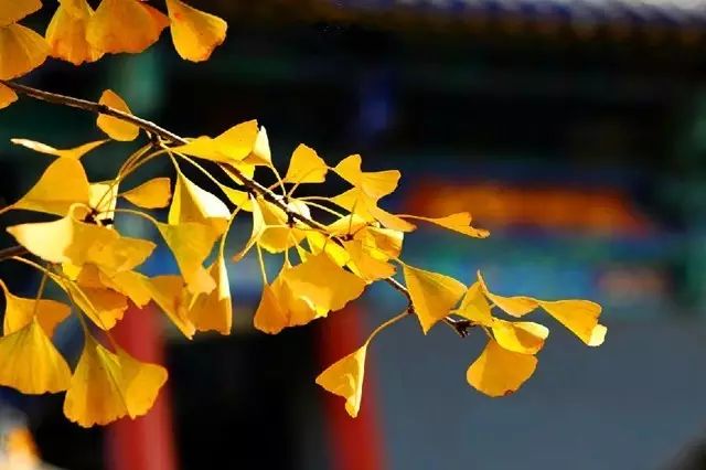 晚秋一抹耀眼金黃，唯美秋天風景圖片！