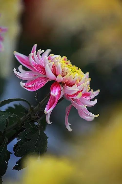 立冬時節菊繽紛，唯美菊花攝影！