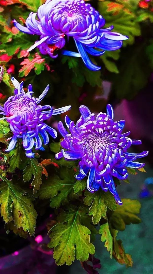 立冬時節菊繽紛，唯美菊花攝影！