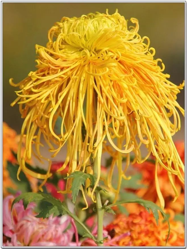 立冬時節菊繽紛，唯美菊花攝影！
