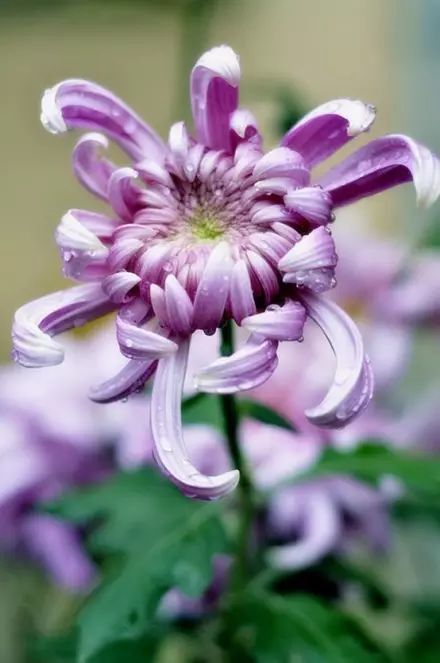 立冬時(shí)節(jié)菊繽紛，唯美菊花攝影！