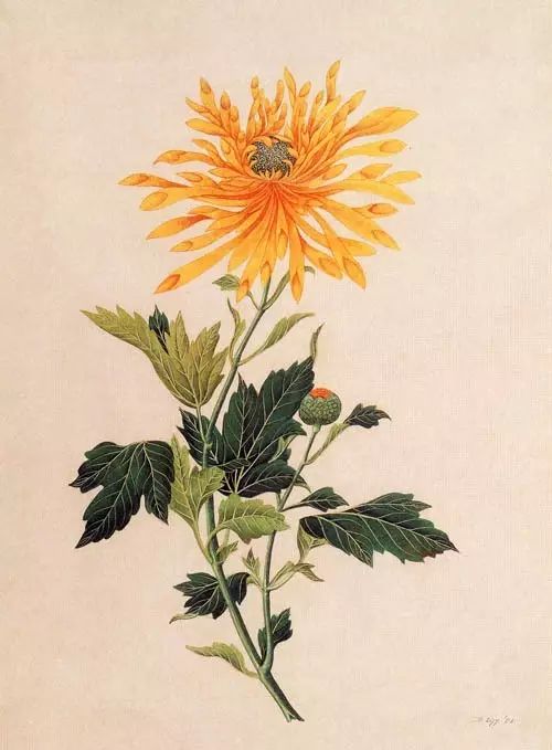 立冬時(shí)節(jié)菊繽紛，唯美菊花攝影！