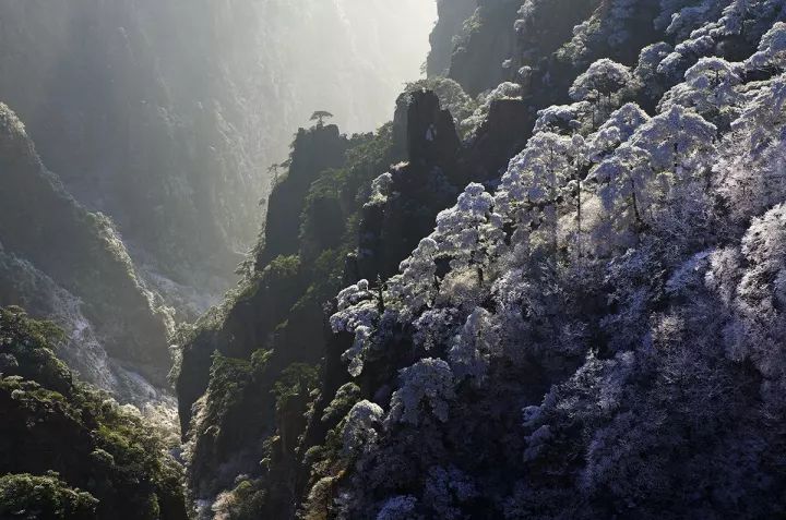 雪后黃山風景宛如人間仙境,舞一曲雪中霓裳羽