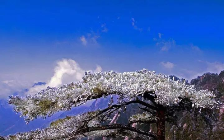 雪后黃山風景宛如人間仙境，舞一曲雪中霓裳羽