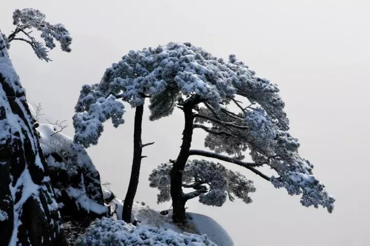 雪后黃山風景宛如人間仙境，舞一曲雪中霓裳羽