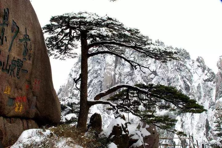 雪后黃山風景宛如人間仙境，舞一曲雪中霓裳羽