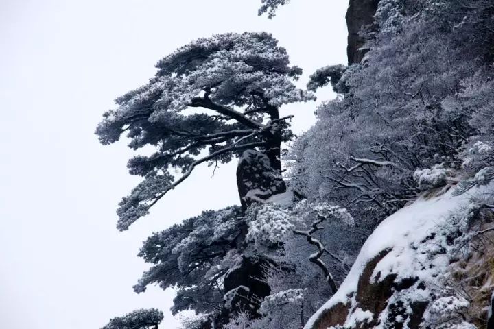雪后黃山風景宛如人間仙境，舞一曲雪中霓裳羽