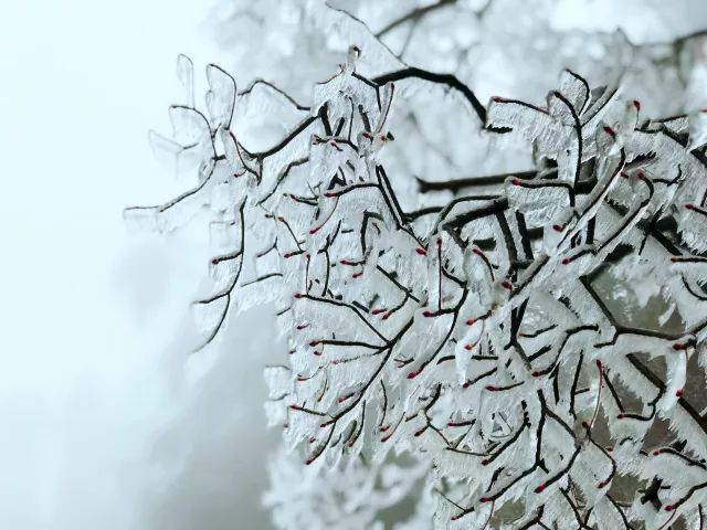 雪后黃山風景宛如人間仙境，舞一曲雪中霓裳羽