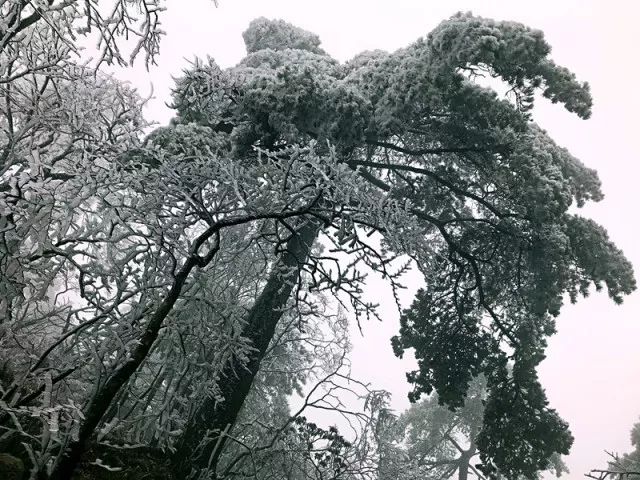 雪后黃山風景宛如人間仙境，舞一曲雪中霓裳羽