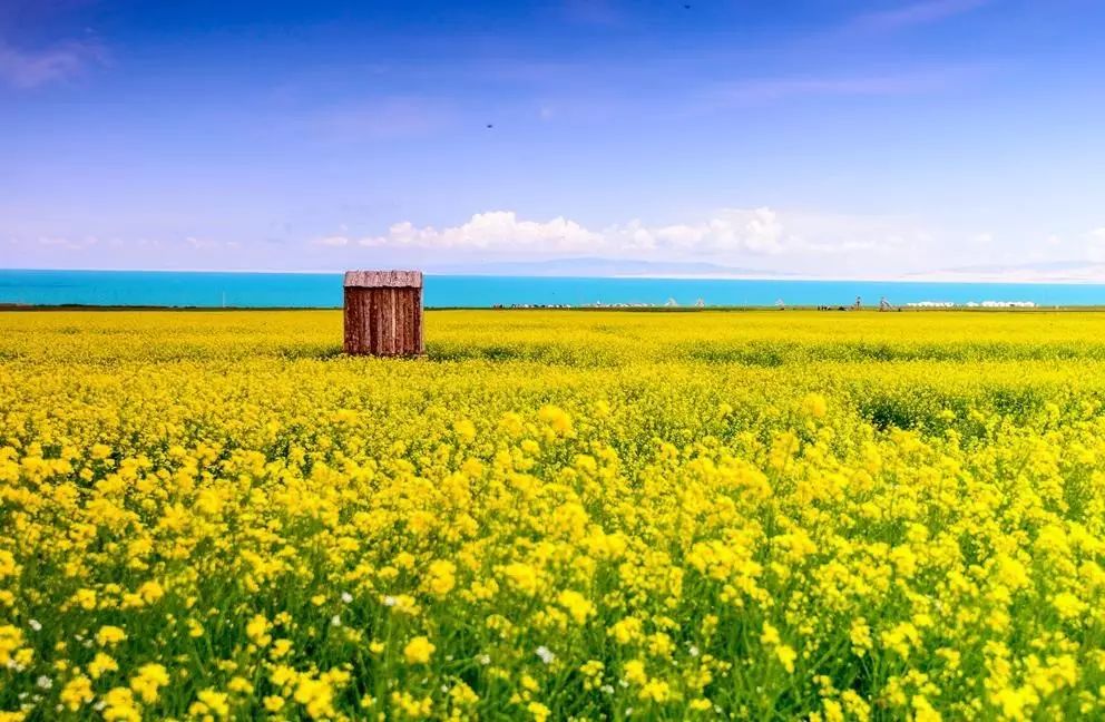 美到窒息的中國最美油菜花海，邂逅花海風景！
