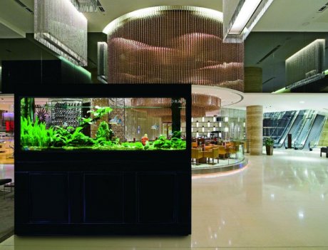 揭露辦公室風水知識大全：辦公室養魚知識