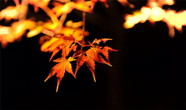 紅葉似火意似情，楓葉夜色攝影欣賞