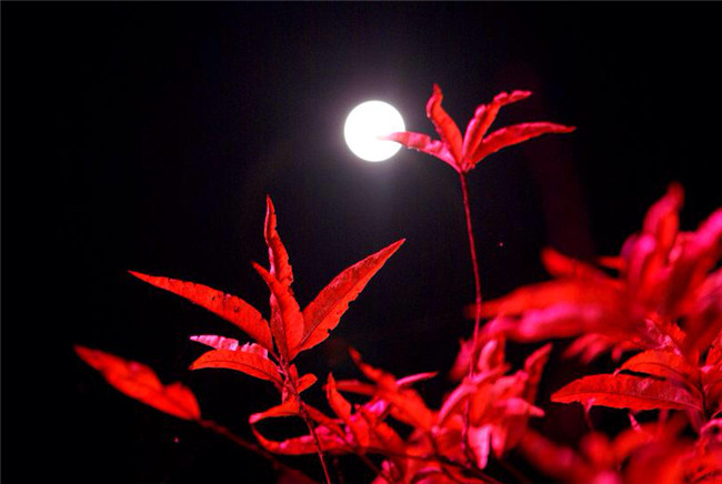 紅葉似火意似情，楓葉夜色攝影欣賞