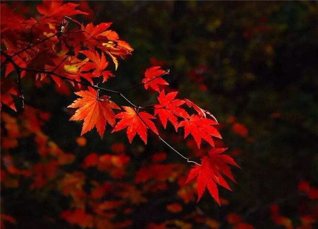 紅葉似火意似情，楓葉夜色攝影欣賞
