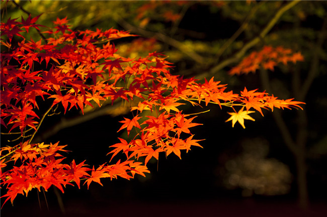 紅葉似火意似情，楓葉夜色攝影欣賞