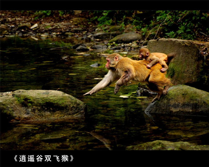 夏日的五岳之冠武當山