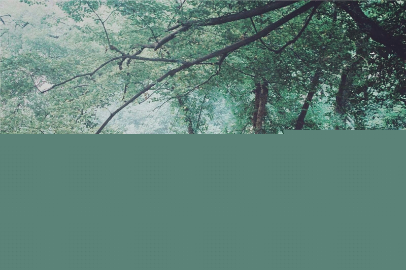 夏日樹蔭風景攝影
