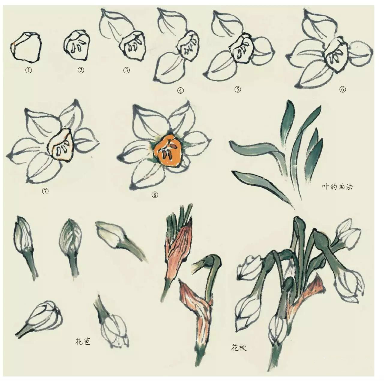 國(guó)畫(huà)技法：超詳細(xì)的國(guó)畫(huà)各種花卉畫(huà)法大全!
