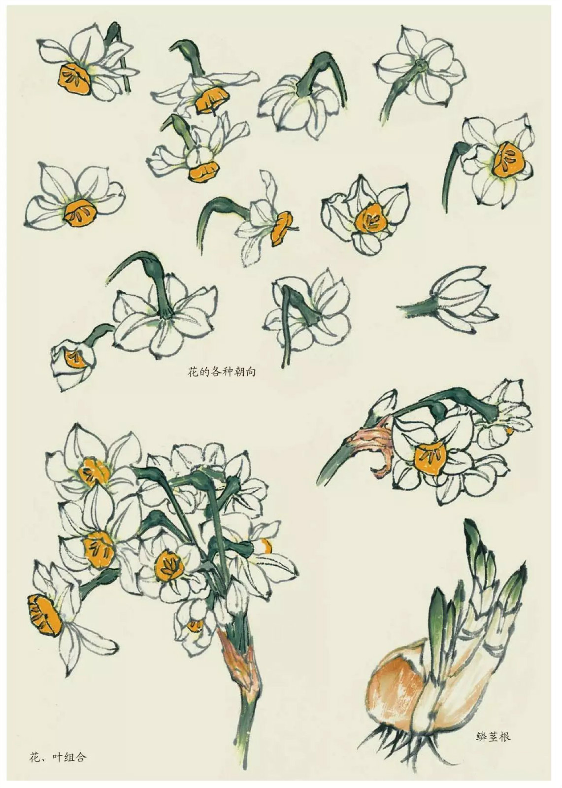 國(guó)畫(huà)技法：超詳細(xì)的國(guó)畫(huà)各種花卉畫(huà)法大全!